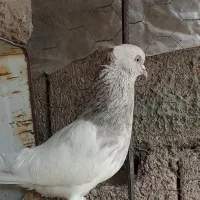 کبوتر کله ای