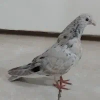 جوجه کبوتر سرور