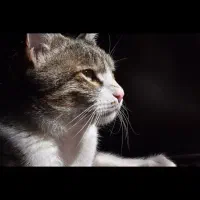 واگذاری رایگان گربه با وسایل|گربه|زاهدان, |دیوار