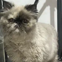 گربه پرشین همالین|گربه|ارومیه, |دیوار