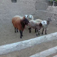 بره