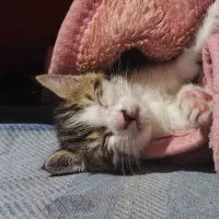 واگذاری بچه گربه