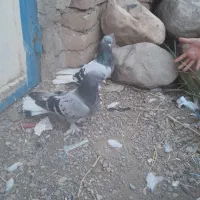کبوتر ترکیه