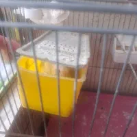 فروش مرغ عشق|پرنده|اندیشه, اندیشه فاز ۱|دیوار