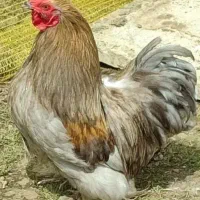 مرغ و‌خروس