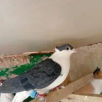 کبوتر رنگی|پرنده|قم, هنرستان|دیوار