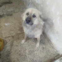 سگ گله و نگهبان