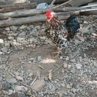 تخم مرغ تازه کوشین و مرندی|حیوانات مزرعه|خان ببین, |دیوار