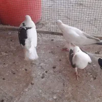 کبوتر گرفتنی