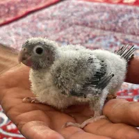 گرینچیک سرلاکی