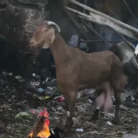 بز قیمت مناسب عسلویه|حیوانات مزرعه|عسلویه, |دیوار