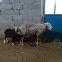 گوسفندوبره|حیوانات مزرعه|سرپل ذهاب, |دیوار