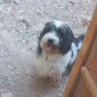 سگ نژاد دار خانگی|سگ|قم, قلعه صدری|دیوار