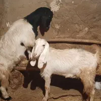 بز هلندی|حیوانات مزرعه|هرسین, |دیوار