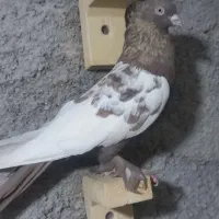 سفید عروس و سینه|پرنده|شیراز, کوشک میدان|دیوار