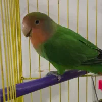 طوطی برزیلی نر