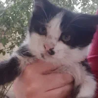 واگذاری بچه گربه|گربه|شهرکرد, |دیوار