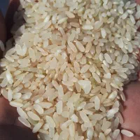 برنج کامفیروزی