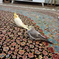 عروس هلندی|پرنده|چناران, |دیوار