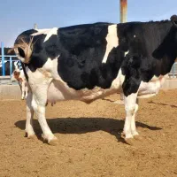 گاوشیری و تلیسه ابستن|حیوانات مزرعه|باشتین, |دیوار