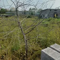 زمین۱۵۰متری پلاک شده آماده‌ ساخت/سندتکبرگ|فروش زمین و ملک کلنگی|چمستان, |دیوار