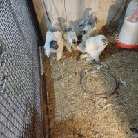 فروش مرغ وخروس وجوجه وتخم نطفه دار|حیوانات مزرعه|کوهسار (البرز), |دیوار