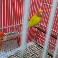 یک جفت طوطی برزیلی (کوتوله)صورت هلویی زرد