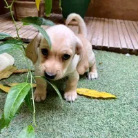 توله سگ ۳ ماهه|سگ|اصفهان, لنبان|دیوار