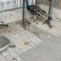 طاوس|پرنده|سبزوار, قدس|دیوار