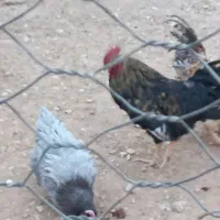 خروس سیاه|حیوانات مزرعه|آشتیان, |دیوار