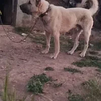 ممنون از دیوا