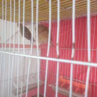 پرنده قناری ماده