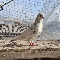 کبوتر یا کفتر|پرنده|بندر ترکمن, |دیوار