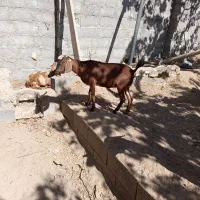 بز دورگ|حیوانات مزرعه|حمیدیا, |دیوار