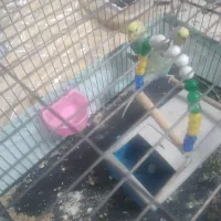 فنچ با جوجه با تخم مرغ عشق پروانه ای جون درشت|پرنده|قدس, شهر‌قدس|دیوار