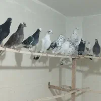 کفتر ی جای|پرنده|شهریار, شهرک امیریه|دیوار