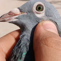 نر پلاکی جان آردن|پرنده|اهواز, بهارستان|دیوار