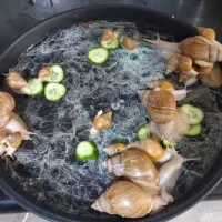 حلزون آلبینو