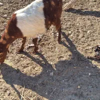 فروش یک بز و دو کهره|حیوانات مزرعه|فراشبند, |دیوار