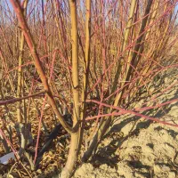 نهالستان فرخی انواع نهال میوه