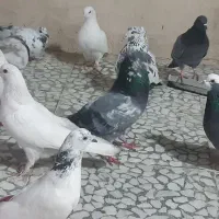 ۱۰۰ طوق کبوتر پرشی