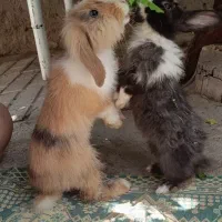 خرگوش