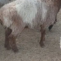 دو عدد بره نر.|حیوانات مزرعه|نیمروز, |دیوار