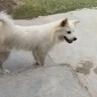 سگ  پامر