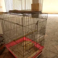 قفس سهره عروس هلندی وگرد