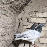 کفتر پاکستانی|پرنده|اصفهان, شهید رجایی|دیوار