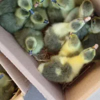 جوجه غاز و جوجه بوقلمون محلی مشکی|حیوانات مزرعه|گلوگاه بابل (گلیا), |دیوار