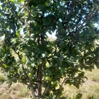 فروش باغ فوری|فروش زمین و ملک کلنگی|همدان, |دیوار