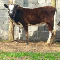 2 راس گاو .. لیشه