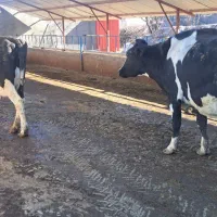 گاو شیری|حیوانات مزرعه|بلبان آباد, |دیوار